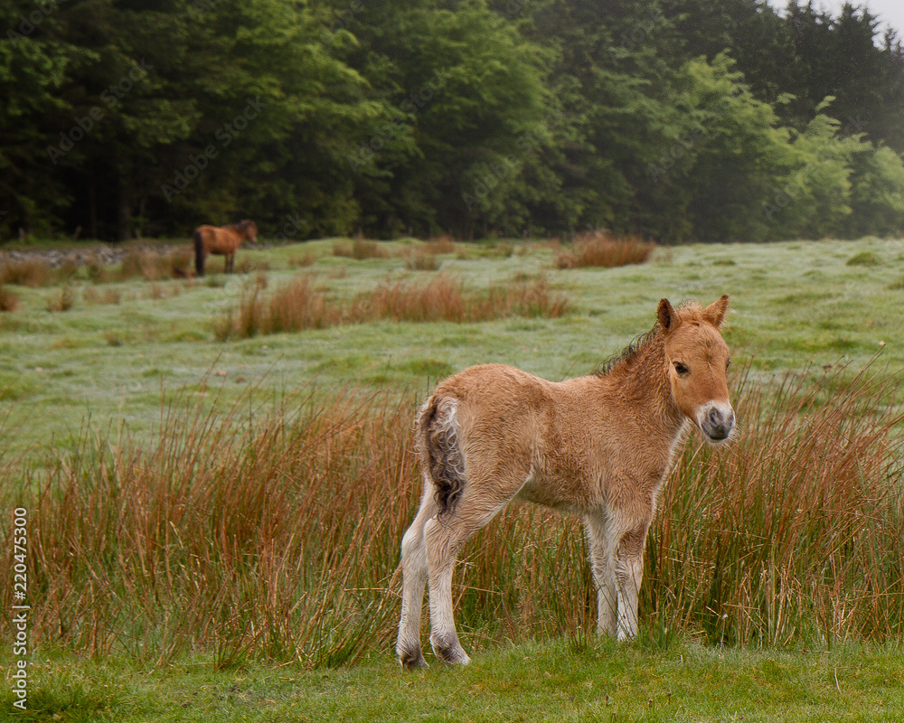Fototapeta premium Young Wild Dartmoor Pony