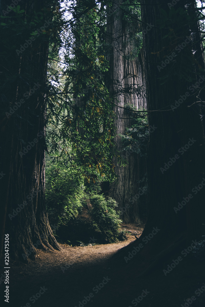 Oregon Coast