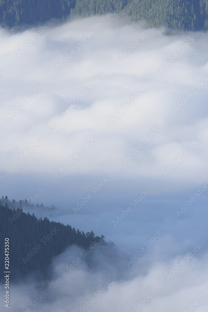 Obraz premium Thick Clouds at the Base of the Bailey Range, Olympic National Park, Washington