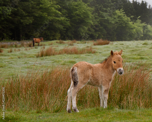 Young Wild Dartmoor Pony