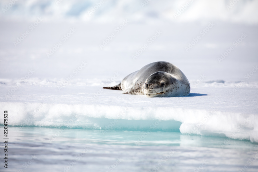 Fototapeta premium seal sitting on a rock