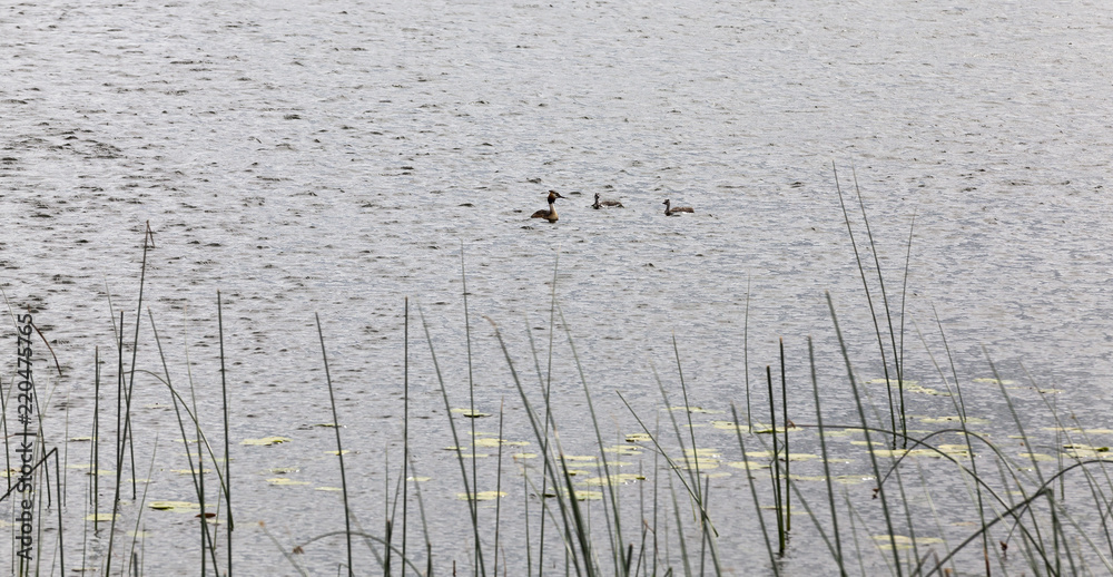 Fototapeta premium family of duck