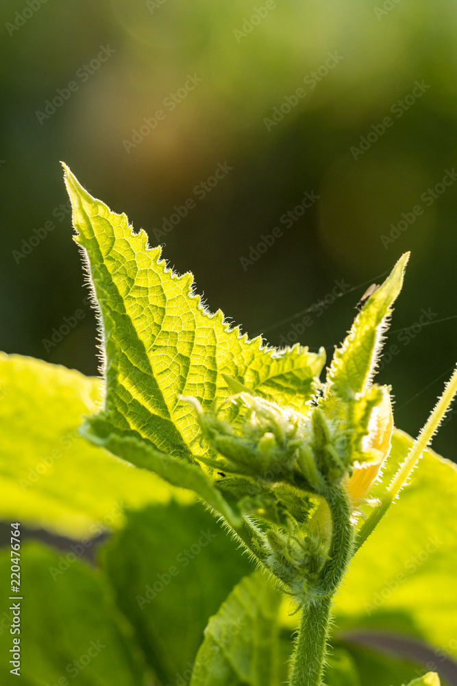 green leaves back lit by the morning sun with detail of veins on the surface