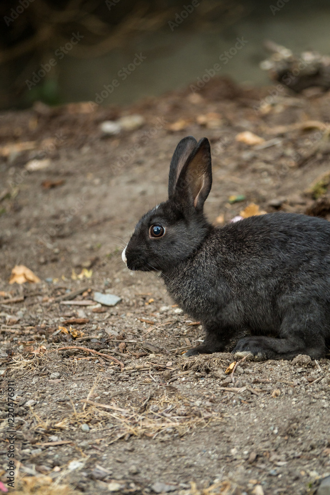 Fototapeta premium side portrait of cute black bunny with white nose