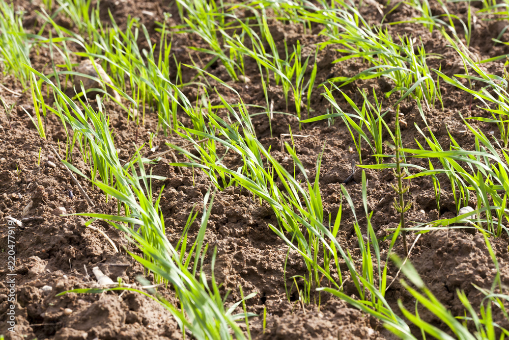 spring wheat spring wheat