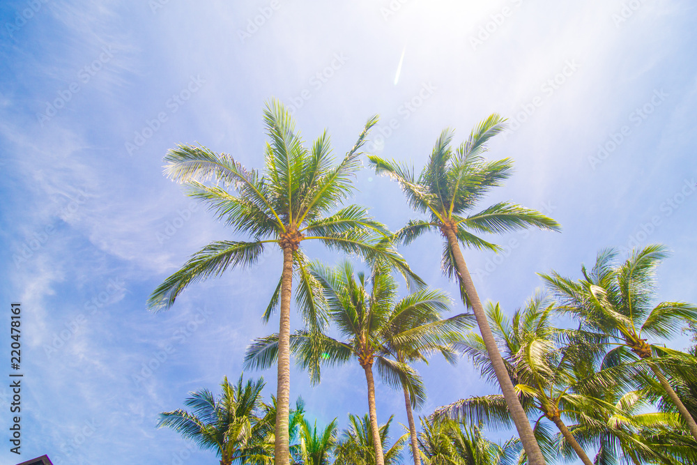 Fototapeta premium Coconut palm tree with blue sky sunshine day