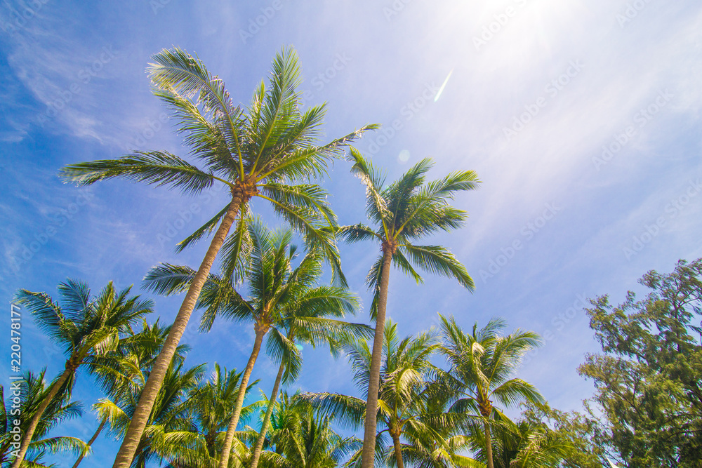 Fototapeta premium Coconut palm tree with blue sky sunshine day