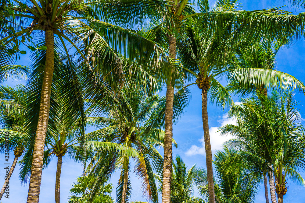 Coconut palm tree with blue sky sunshine day