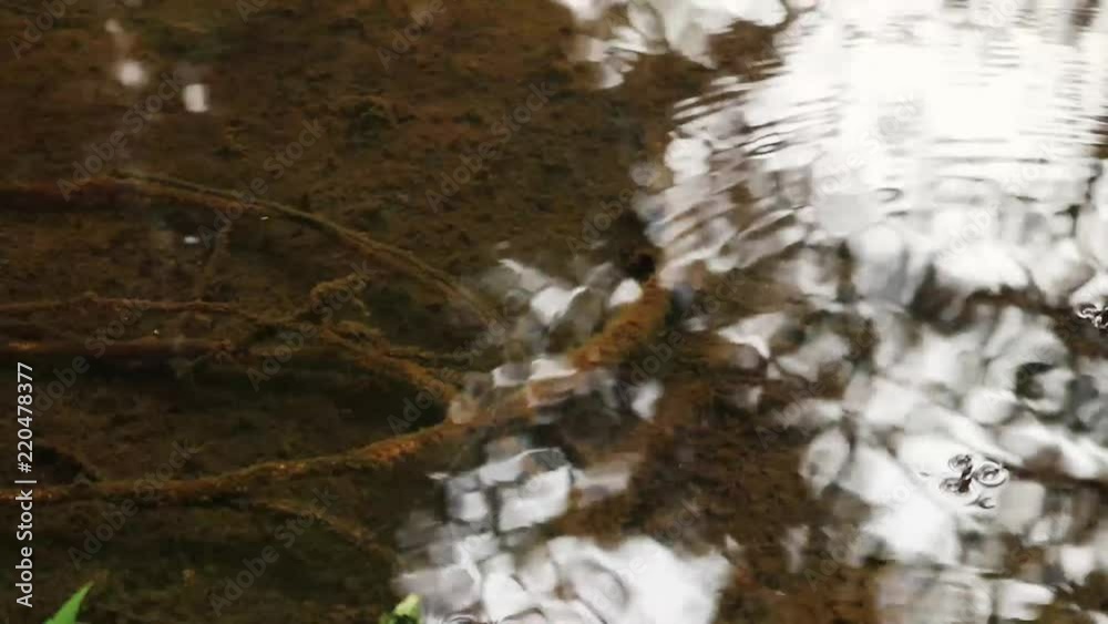 Video of Ohanapecosh River Water Video of Ohanapecosh River Water