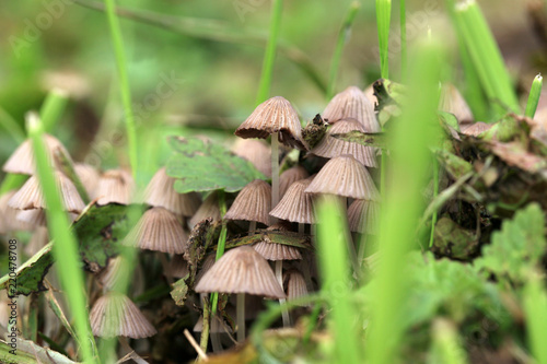 Canvas Print A group of hallucinogenic mushrooms growing wild in a forest meadow