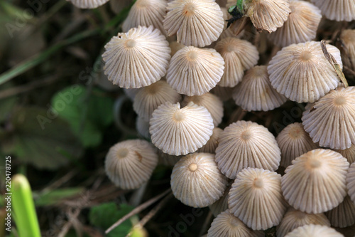 Psilocybin, mushroom, Psilocybe semilanceata , liberty cap , Magic mushroom, detail, closeup,