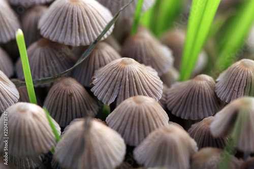Canvas Print A group of hallucinogenic mushrooms growing wild in a forest meadow