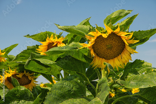 Fototapeta Naklejka Na Ścianę i Meble -  Sonnenblumenfeld
