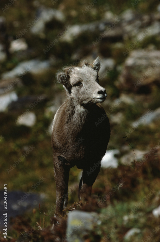 Bighorn Sheep Scenic (Ovis Canadensis) Bighorn Sheep Scenic (Ovis Canadensis)