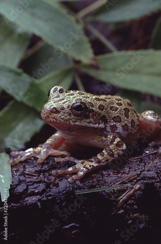 Barking Tree Frog (Hyla Gratiosa)