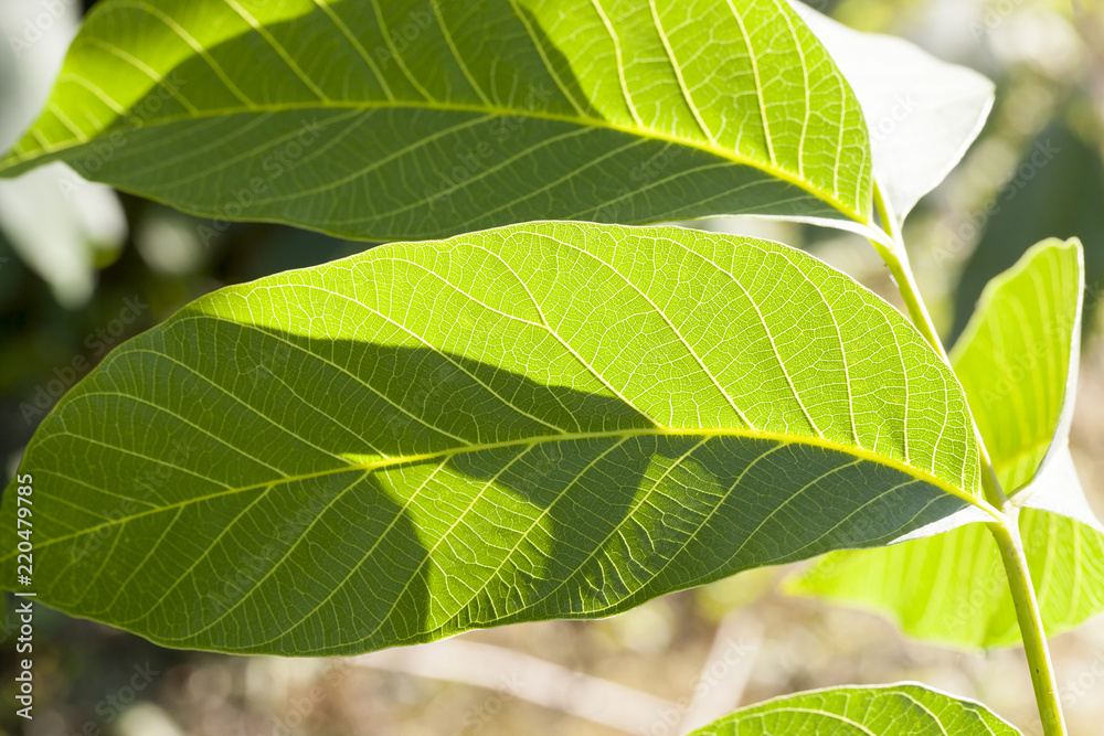 new walnut leaves new walnut leaves