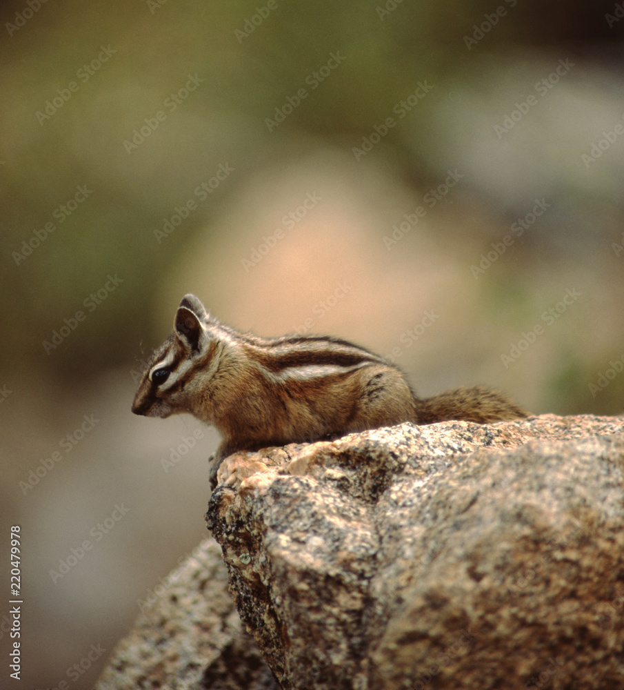 Colorado Chipmunk (Neotamias Quadrivittatus) Colorado Chipmunk (Neotamias Quadrivittatus)