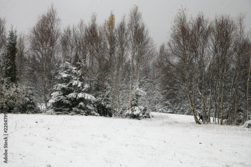 A spruce forest covered with snow. A quiet, calm cloudy day at the beginning of winter. First snow. A spruce forest covered with snow. A quiet, calm cloudy day at the beginning of winter. First snow.