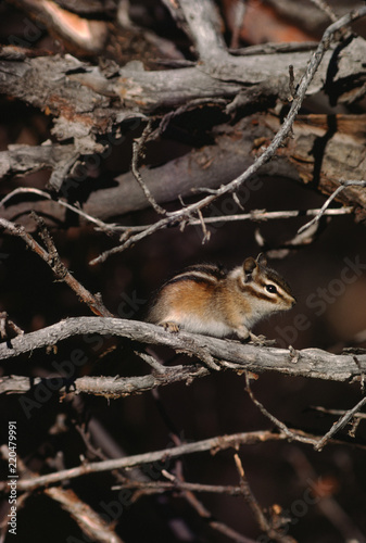 Colorado Chipmunk (Neotamias Quadrivittatus) © Liz