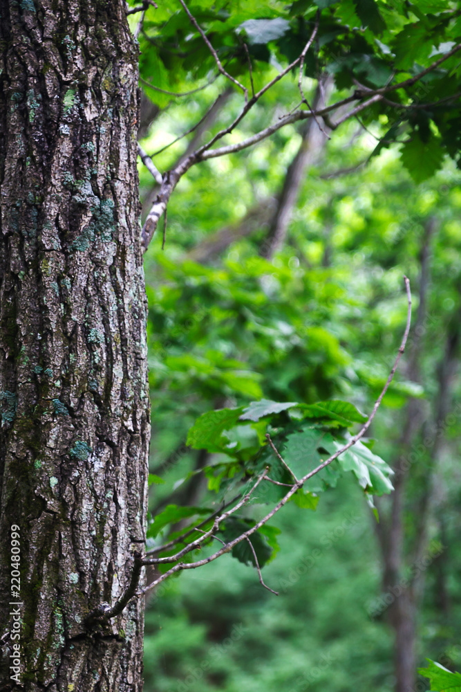 Straight tree trunk in the forest, natural background image Straight tree trunk in the forest, natural background image