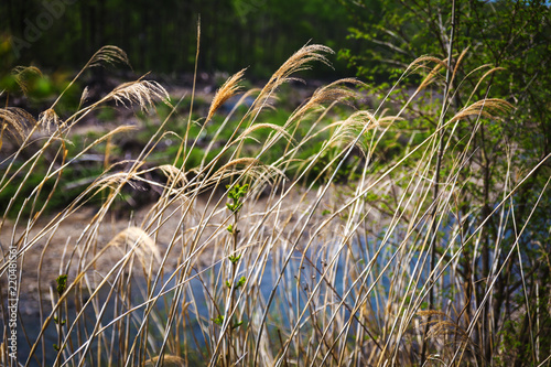 Dry grass and river in the background © Dmitrii