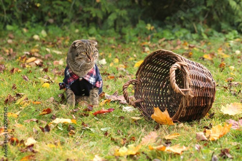 Sad striped Scottish Folded cat in a blue jacket with a wicker basket on a lawn with autumn leaves. Halloween. Autumn season.Autumn time
