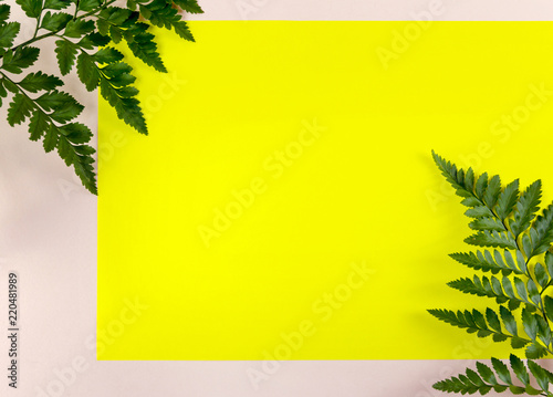 Tropical fern leaf on yellow and pink background