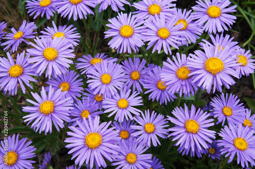 Alpine asters or or aster alpinus goliath  violet flowers  © skymoon13