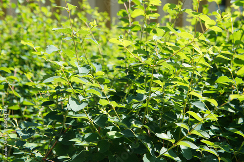 Lonicera honeysuckle bright green foliage background