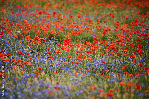 Fototapeta Naklejka Na Ścianę i Meble -  Corn poppies (Papaver rhoeas) and Cornflowers (Centaurea cyanus)