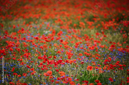Fototapeta Naklejka Na Ścianę i Meble -  Corn poppies (Papaver rhoeas) and Cornflowers (Centaurea cyanus)