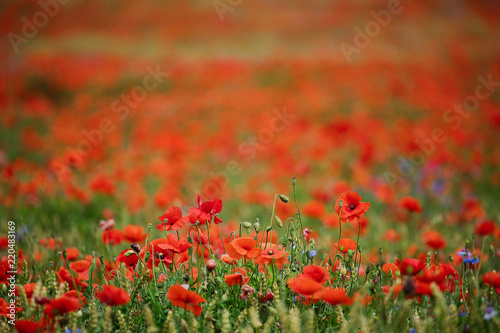 Fototapeta Naklejka Na Ścianę i Meble -  Corn poppies (Papaver rhoeas)