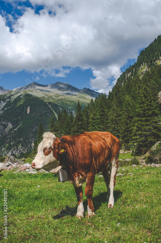 cow grazes in the mountains