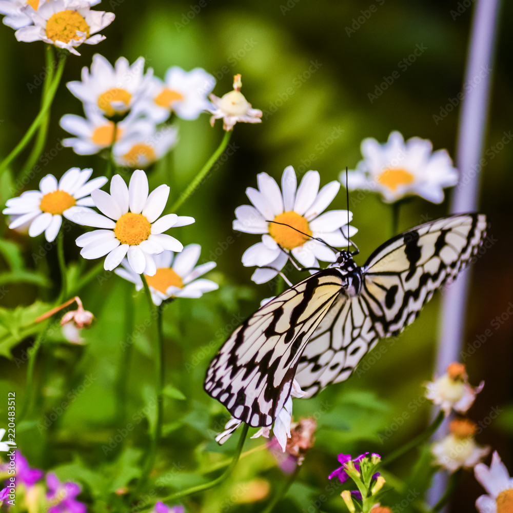 butterfly butterfly