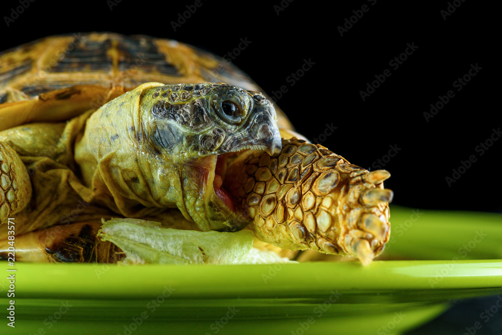 Naklejka premium turtle on a plate closeup on a dark background