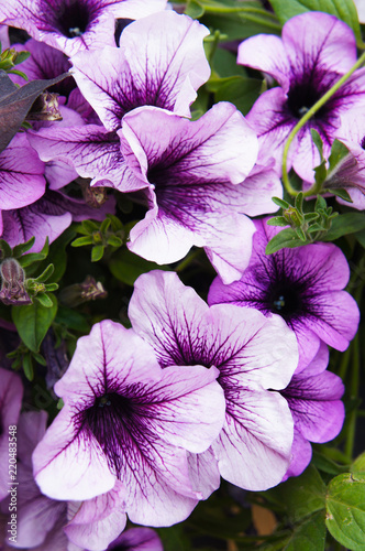 Purple petunia hybrida petunia supertunia bordeaux flowers vertical photo