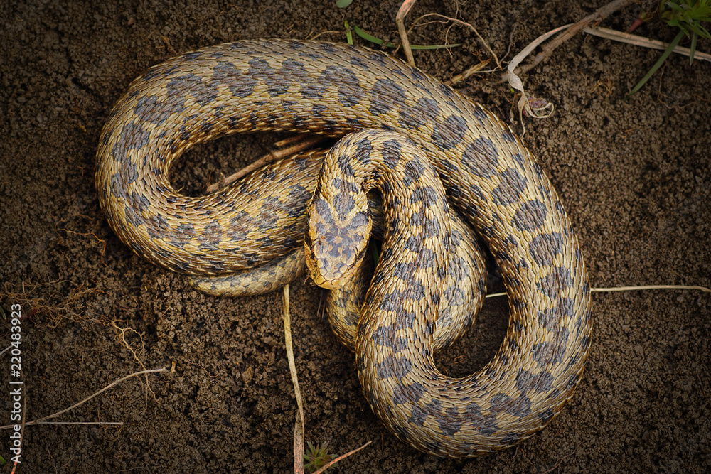 beautiful ursinii rakosiensis beautiful ursinii rakosiensis