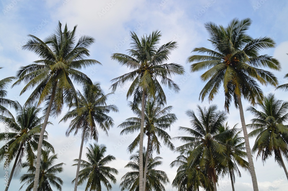 the coconut trees