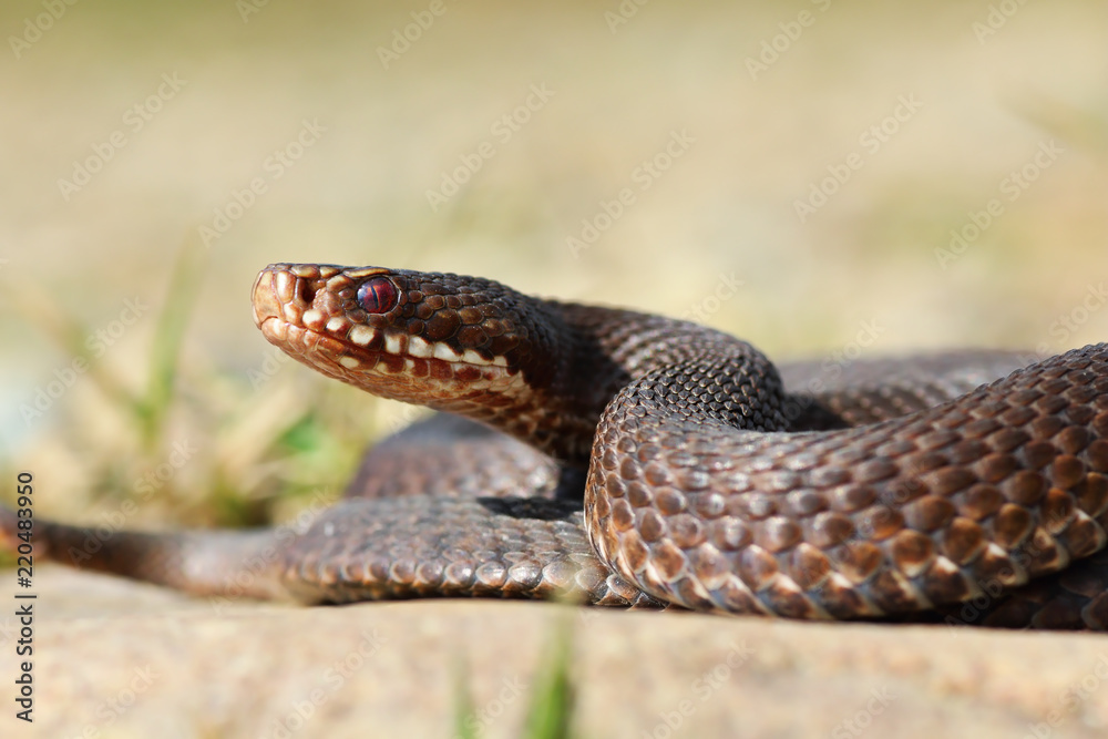 close-up of common european crossed viper close-up of common european crossed viper