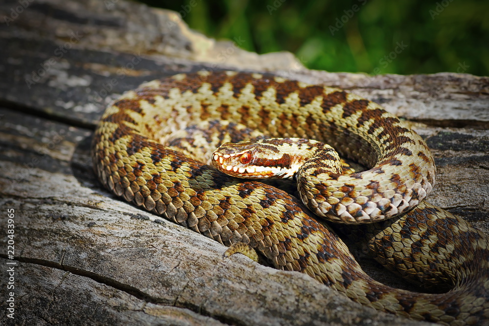 common crossed viper basking in natural habitat common crossed viper basking in natural habitat