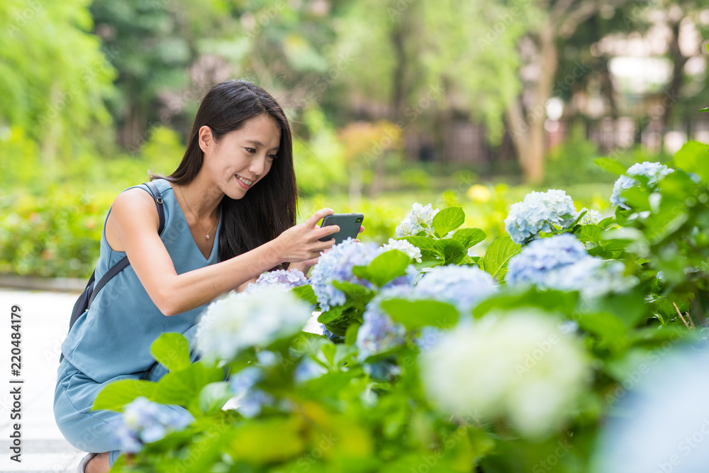 Woman taking photo on Hydrangea garden Woman taking photo on Hydrangea garden