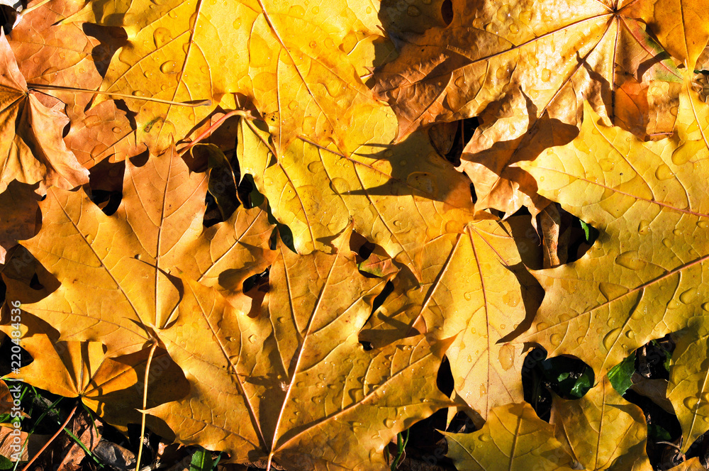 Autumn maple leaves background.
