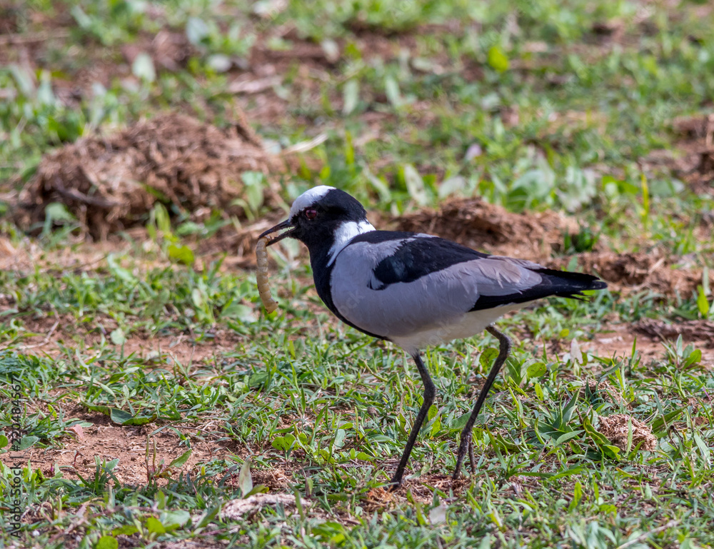 Black and white bird catches a large worm image with copy space in landscape format Black and white bird catches a large worm image with copy space in landscape format