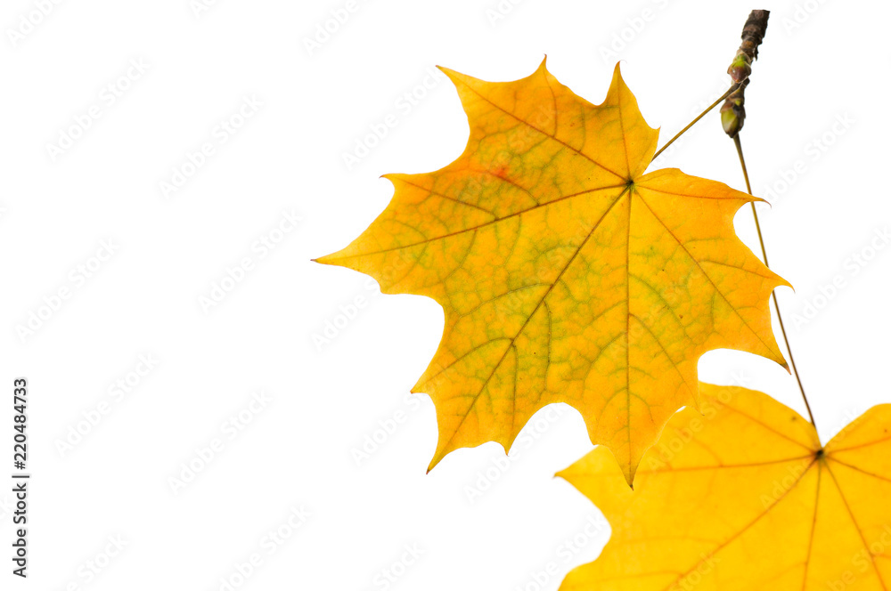 Autumn maple leaves isolated on white background.
Autumn maple leaves isolated on white background.