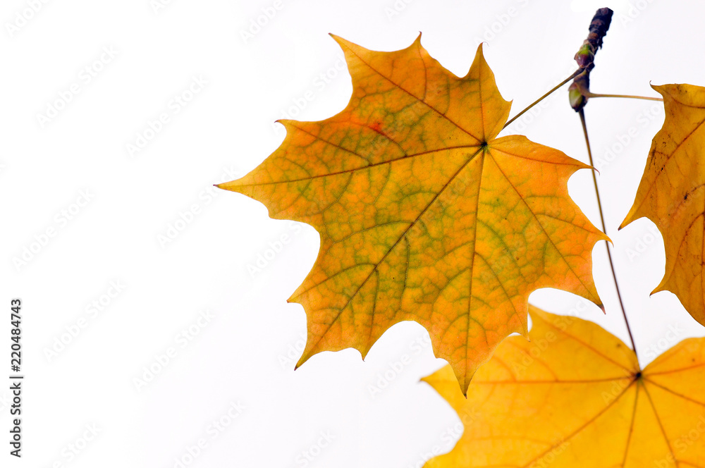 Autumn maple leaves isolated on white background.
Autumn maple leaves isolated on white background.