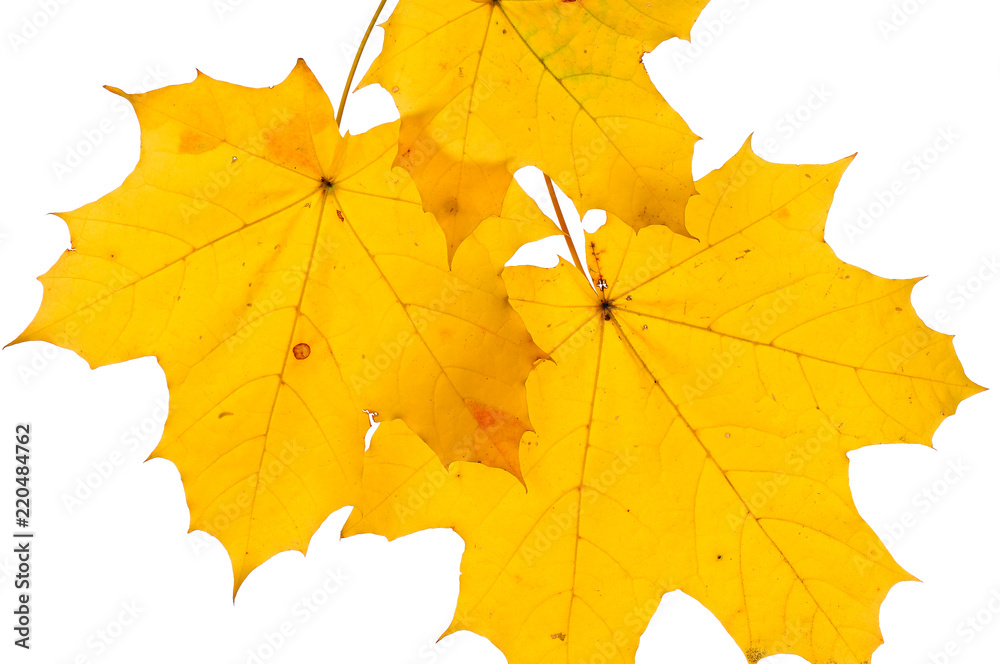 Fototapeta premium Autumn maple leaves isolated on white background. 