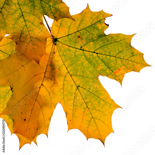 Autumn maple leaves isolated on white background.  