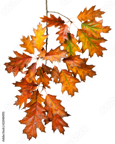 Autumn leaves isolated on white background. 