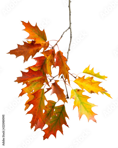 Autumn leaves isolated on white background. 
