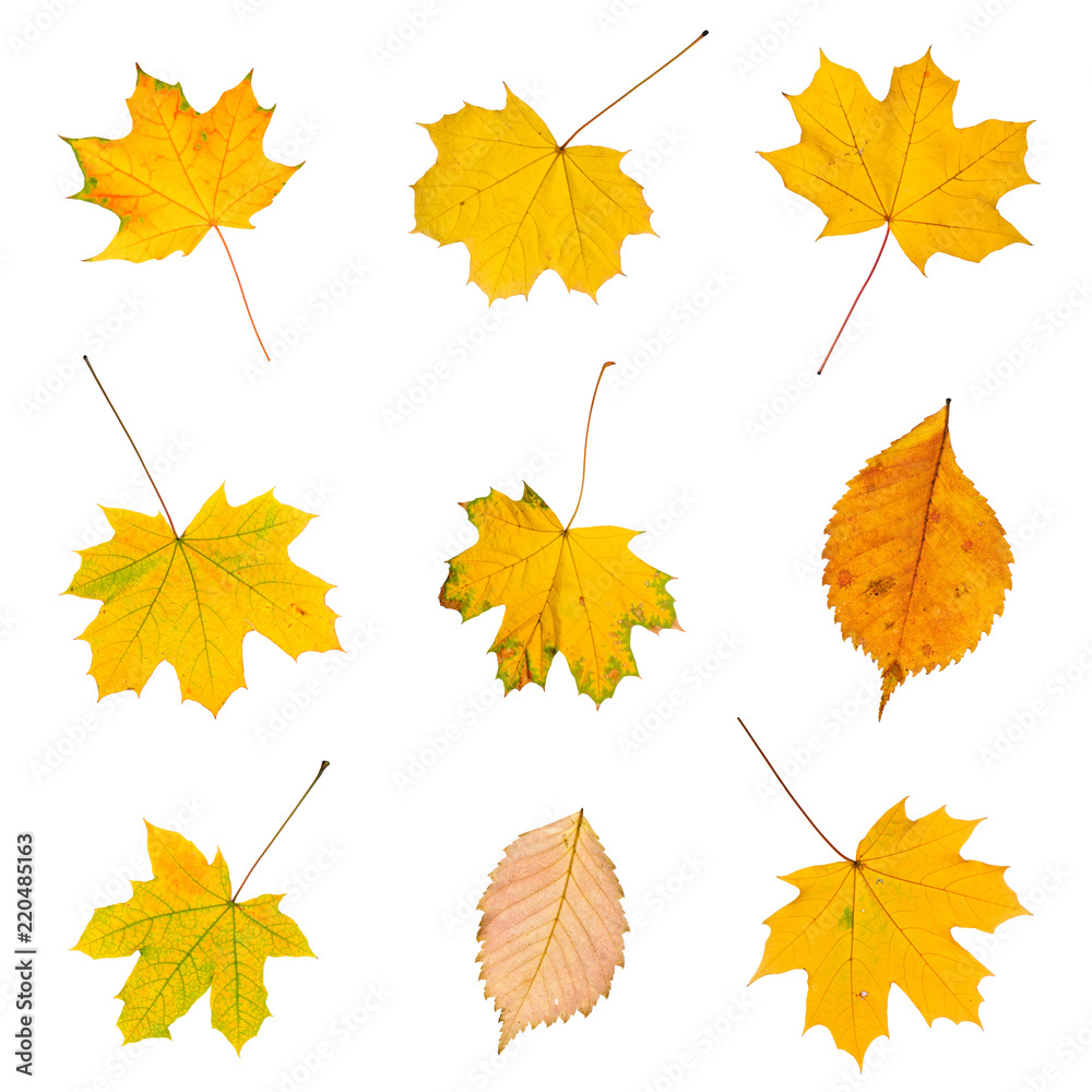 Fototapeta premium Set of autumn leaves isolated on white background.